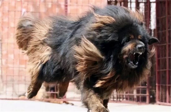藏獒适合家养吗？城市里面不适合养藏獒