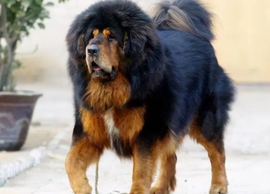 藏獒怀孕注意事项有哪些？