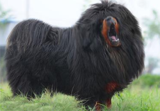 养藏獒危险吗？藏獒凶猛善斗谨慎饲养。