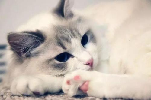猫咪怀孕后如何判断猫咪何时分娩生产？