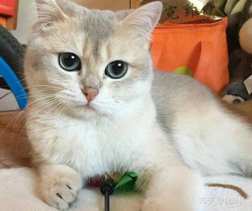 猫能吃鸡蛋吗？