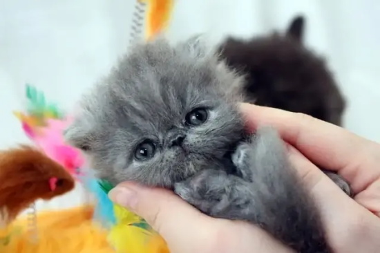 小奶猫没有母乳吃怎么办