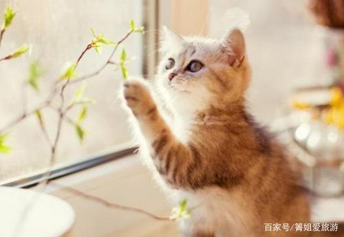 如何让小猫自己去猫砂里拉尿?