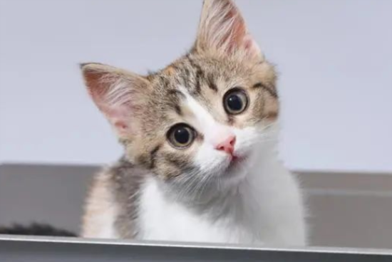 如何给猫咪选购猫砂