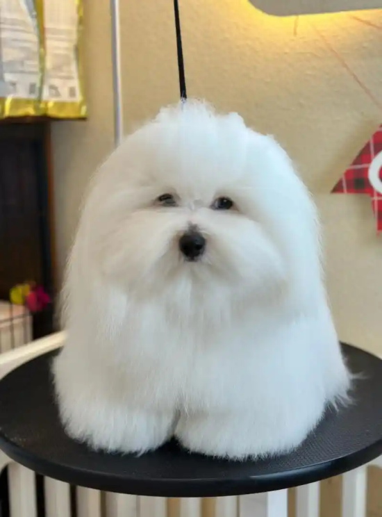 棉花面纱犬的饲养要点有哪些