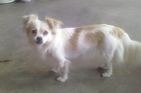 蝴蝶犬串串好养吗