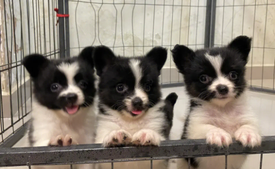 蝴蝶犬幼犬2个月大图片