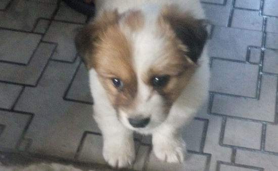 蝴蝶犬幼犬像土狗