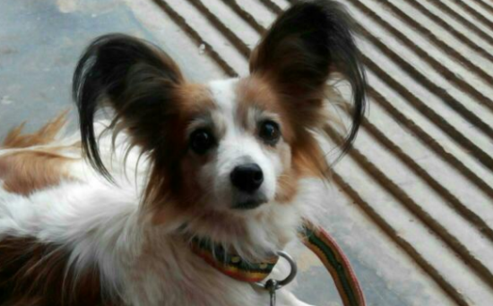 蝴蝶犬剃毛造型教程