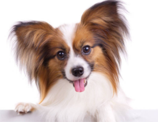 蝴蝶犬幼犬几个月褪毛？狗友可以瞧瞧~