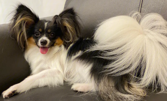 蝴蝶犬产后怎么喂养？这些事项要注意