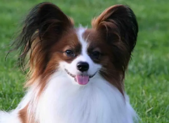 蝴蝶犬容易得什么病？