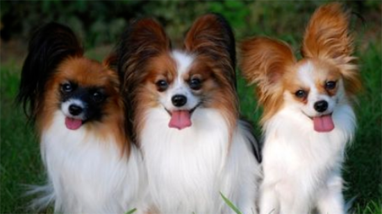 怎样训练蝴蝶犬装死？一文告诉你！