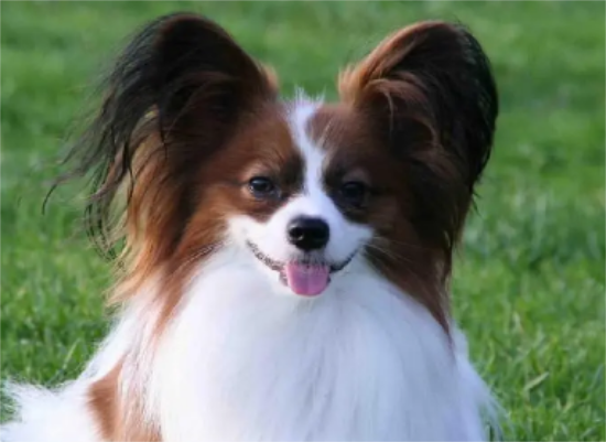 蝴蝶犬串串智商高吗？一文告诉你！