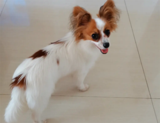 蝴蝶犬软便大便不成型该怎么办？