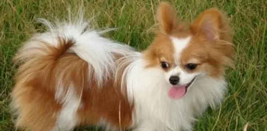 蝴蝶犬喂什么比较好？