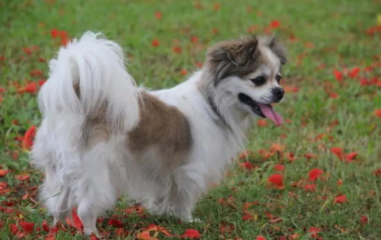 蝴蝶犬优缺点分析， 快来get一下