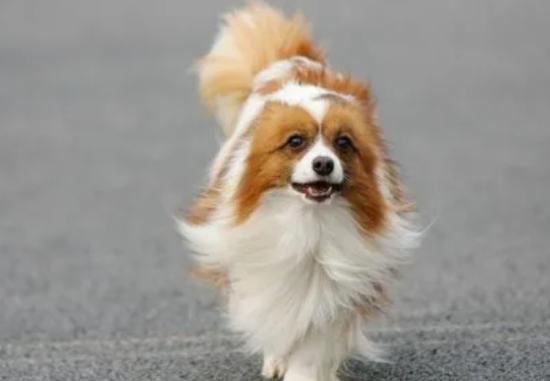 一文告诉你，蝴蝶犬能吃什么水果？