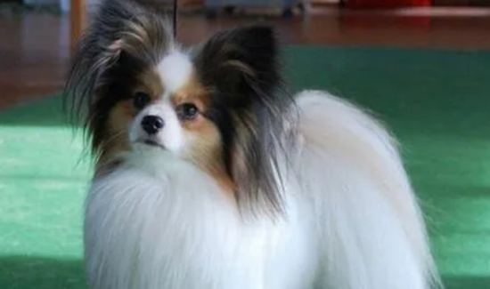 蝴蝶犬容易忘记主人吗？蝴蝶犬怎么样？