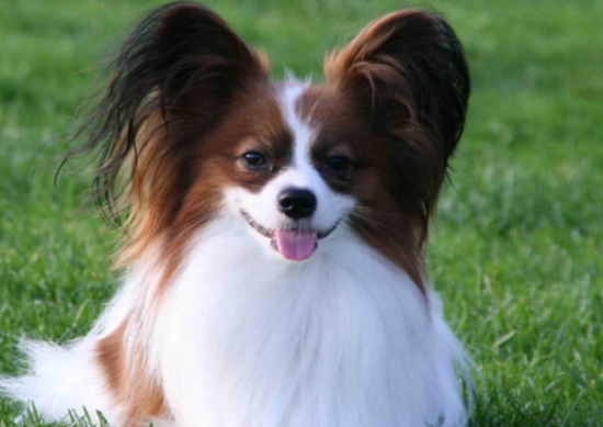 蝴蝶犬下崽准备什么？蝴蝶犬母犬的分娩过程及注意事项