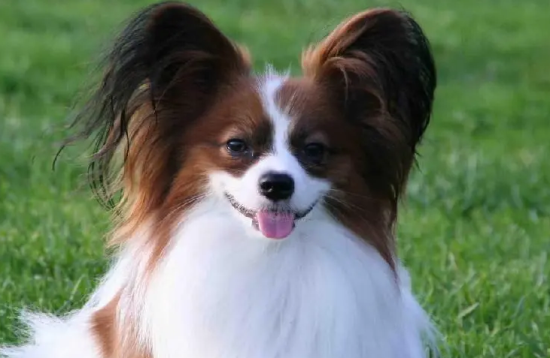 蝴蝶犬不吃东西怎么了？要重视