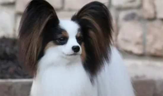 蝴蝶犬最便宜多少钱一只
