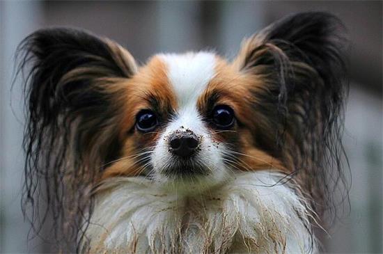 蝴蝶犬有什么特性
