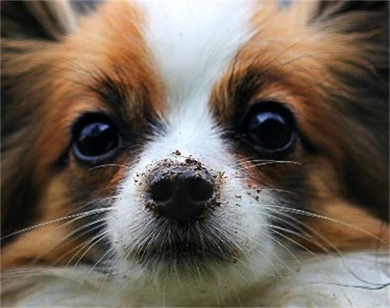 蝴蝶犬串串好养吗,蝴蝶犬优缺点分析