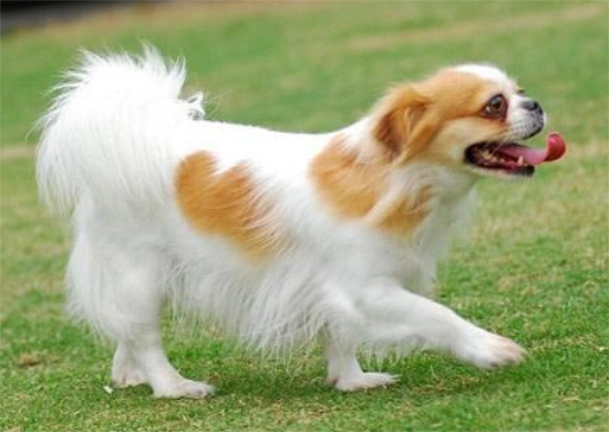 蝴蝶犬的4大优势，给你如痴如醉~