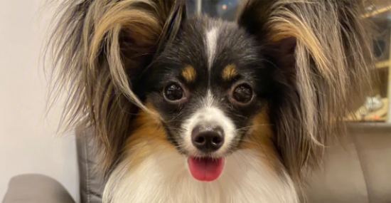 如何判断蝴蝶犬的年龄？我教你