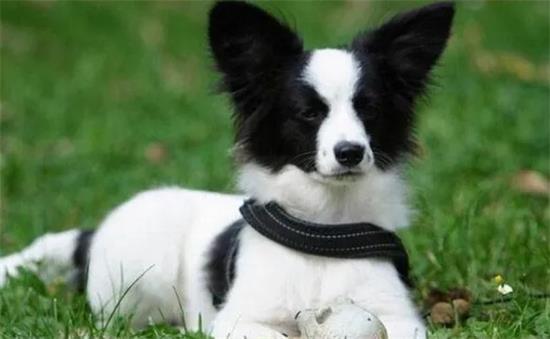 不知道怎么教蝴蝶犬解便？看看这篇文章
