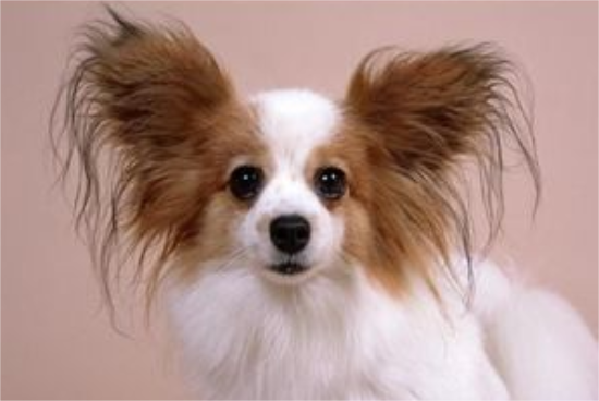 蝴蝶母犬发情怎么办？蝴蝶犬发情期间的护理