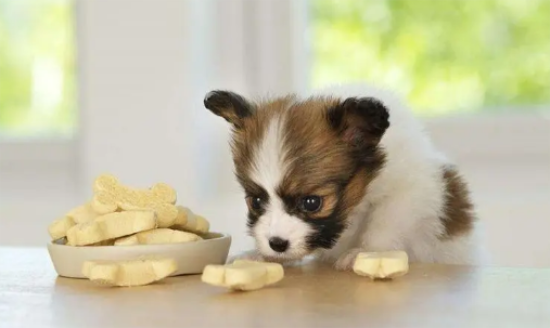 蝴蝶犬吃什么狗粮好？一起来看看