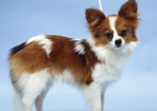 宠物小知识：蝴蝶犬怎么看怀孕