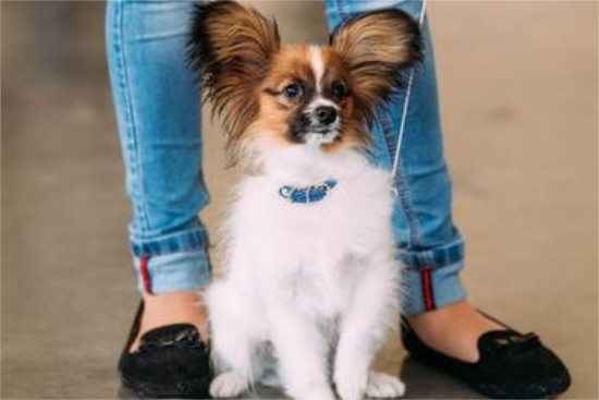以前倍受宠溺的蝴蝶犬，为何如今却打入冷宫了呢？