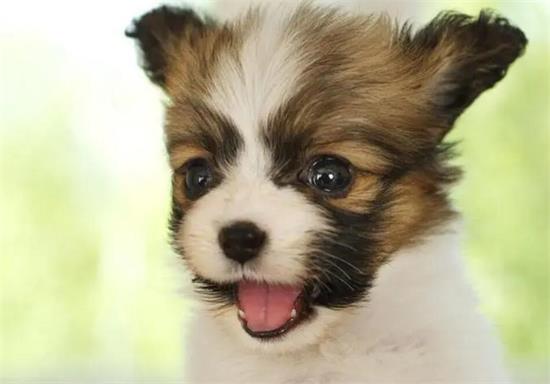蝴蝶犬的喂养和繁殖方法，了解一下