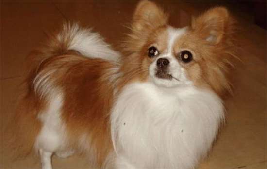 蝴蝶犬生病的七大症状是什么？来了解下吧