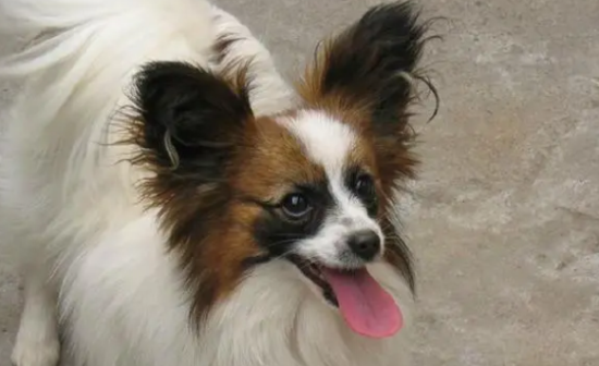 蝴蝶犬呕吐拉稀是怎么回事？