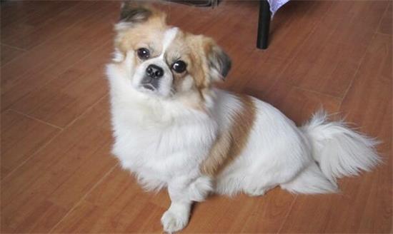 蝴蝶犬什么时候发情？此处有解答