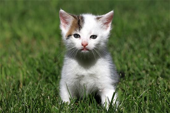 打疫苗后的猫咪出现呕吐是什么原因？