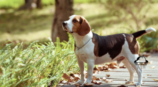 比格犬相当于人几岁的智力？犬种选择及训练技巧全攻略！