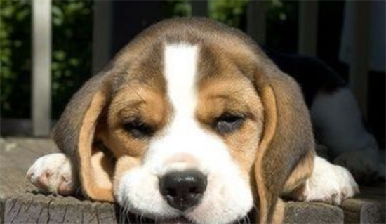 如何让比格犬安静下来呢？