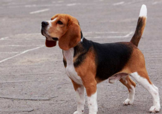 比格犬食量 年龄不同食量亦不同