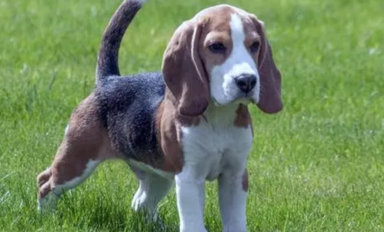 比格犬适合家养吗 中小型犬种最适合家养