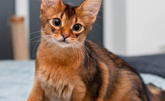 索马里猫食物禁忌