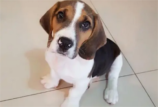 比格犬驱虫方法有哪些？每月进行一次检查