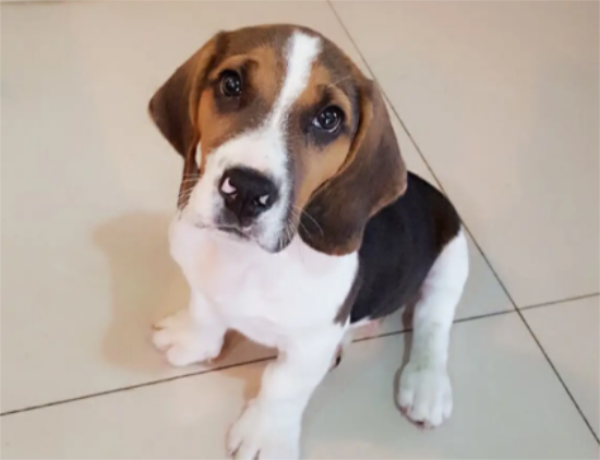 比格犬吃什么狗粮好 推荐纯天然狗粮