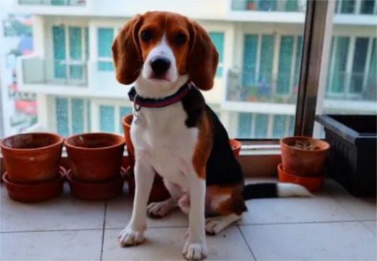 比格犬好吗 从性格秉性了解它