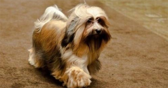 哈利犬一天吃几顿