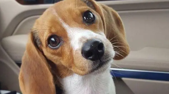 比格犬，你应该了解这些